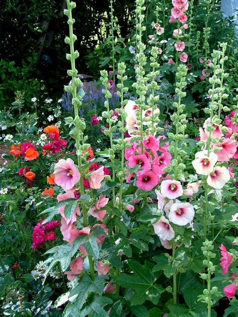 17 Stunning Cottage Garden Ideas for Front Yard Inspiration - Decoradeas | Hollyhocks flowers ...