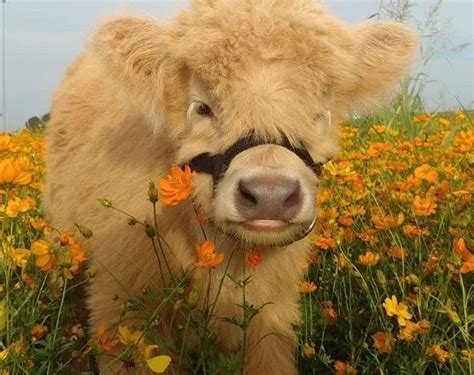 Fluffy Mini Cows Are The New Pet Trend – And Perhaps, The Best Choice! | Cookist.com