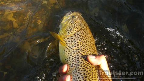 Fishing For Spawning Brown Trout – Troutster.com – Fly Fishing Tips and Tactics