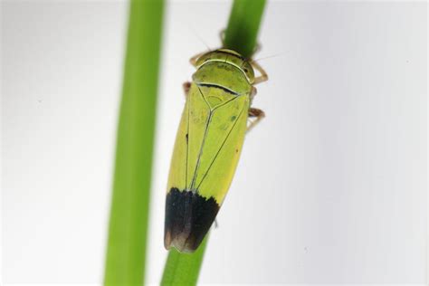 Green rice Leafhopper | Scientific name: Nephotettix cinctic… | Flickr