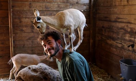 Naughty Nubian ibex baby goats in Israeli zoo - Global Times