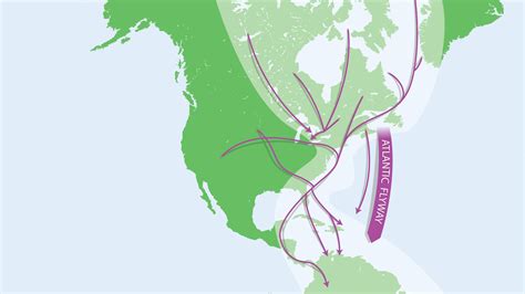 Bird Migration: Birds of the Atlantic Flyway