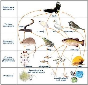 Salt Marsh Food Web