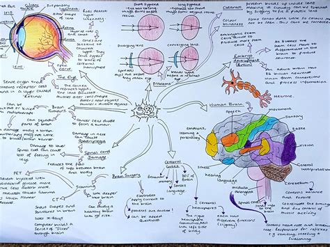 Biology Paper 1 Revision Mindmaps for Edexcel Separate Biology ...