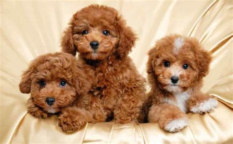 How to pick the best puppy - pick of the litter - choosing puppies - K9RL