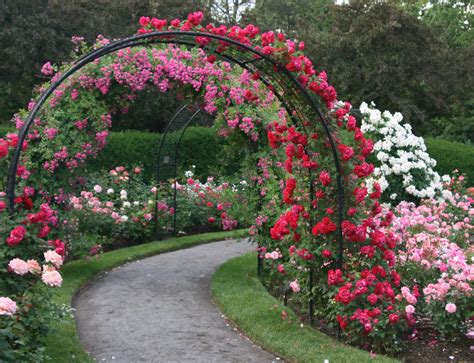 rose garden path | The Kelleher Rose Garden, established in … | Flickr