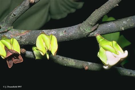 Tropical Rainforest of Madagascar: Endemic Plants of Madagascar