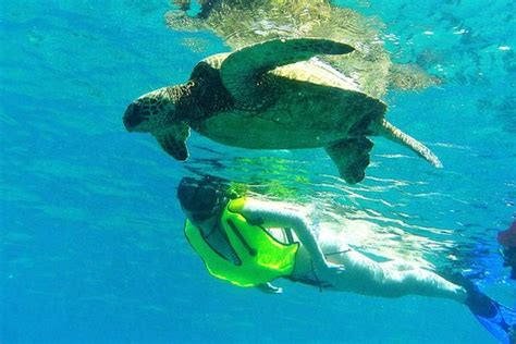 Tripadvisor | North Shore Turtle Cove Guided Snorkeling Tour provided ...