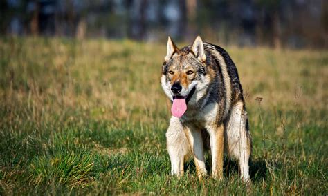 Wolf Poop: Everything You've Ever Wanted to Know - A-Z Animals