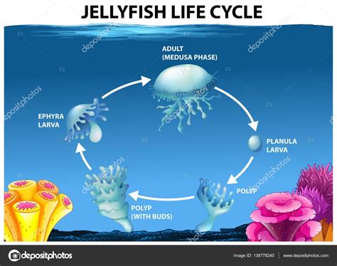 Jellyfish life cycle diagram Stock Vector by ©blueringmedia 138778240