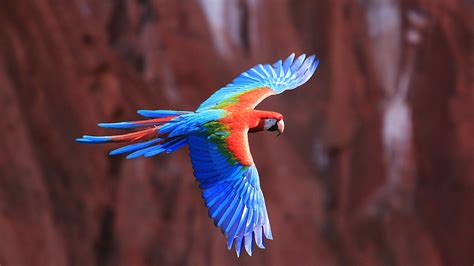 4K Ultra HD Red-and-Green Macaw in Flight Wallpaper