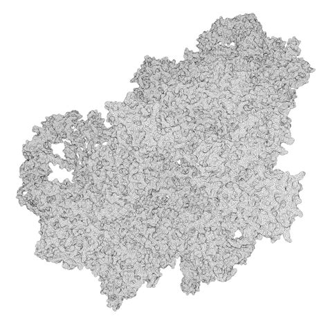 Structure Bacterial Ribosome 3d Model