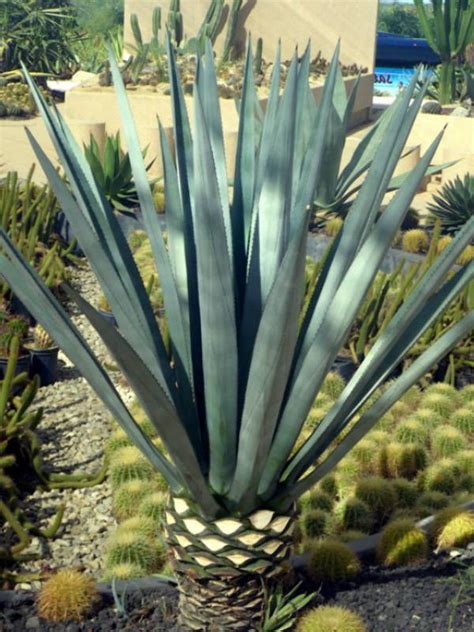 Top Notch Large Artificial Blue Agave Plant Milan Grass