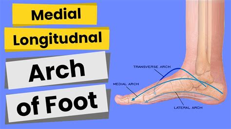 Arches Of Foot (Part-1)/Medial Longitudinal Arch/Anatomy -Structures Maintenance Factors ...