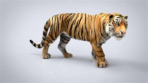 Tiger - 3D Model by alenfsl