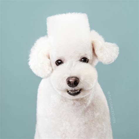 Funny Dog Grooming Pictures - PetsWall