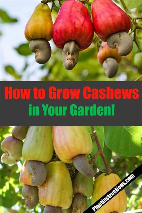 How to Grow Cashew Trees in Your Garden | Growing fruit trees, Growing peach trees, Growing fruit