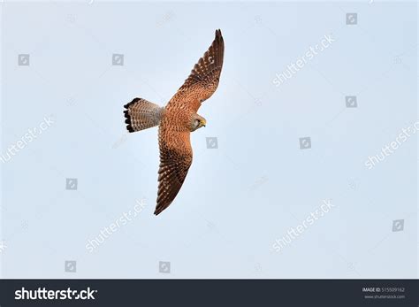 Falcon Flying Natural Habitat Falco Tinunculus Stock Photo 515509162 ...