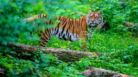 Travelogue: Spotting tiger in India | Abercrombie & Kent