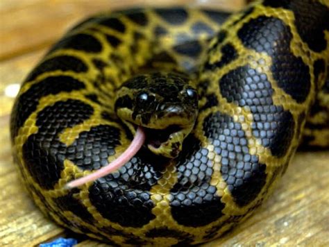 Anaconda Diet | What Do Anacondas Eat?