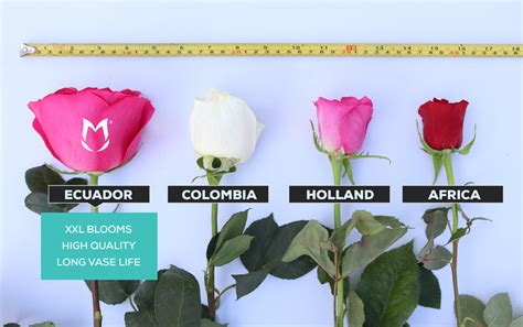 The Best Roses Are Ecuadorian Roses | Magnaflor