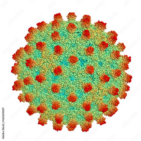 Hepatitis B capsid, space-filling model. Hepatitis B is a viral ...