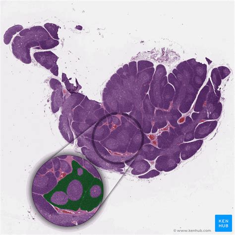 Thymus - Histology, Features, Cell Types & Anatomy | Kenhub