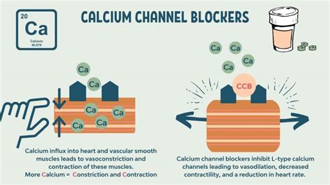 Calcium Channel Blockers – Memory Pharm