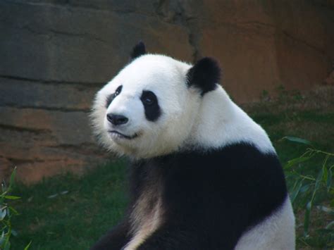 The Online Zoo - Giant Panda