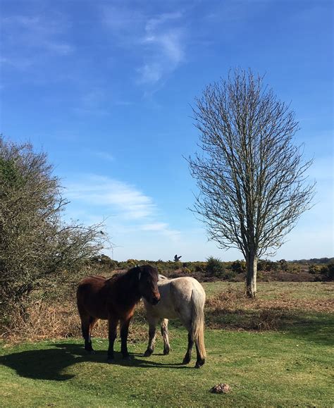 Peaceful New Forest Ponies on a spring saturday | Holidays in england, Holiday cottage, New forest