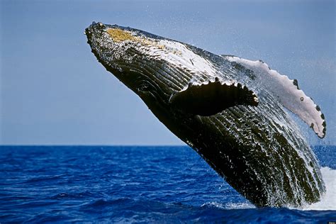 Image - O-HUMPBACK-WHALE-facebook.jpg - Survivor ORG Wiki