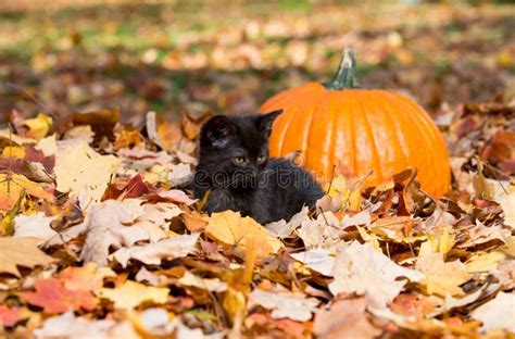 Cute Black Kitten and Leaves Stock Photo - Image of black, feline: 31730300