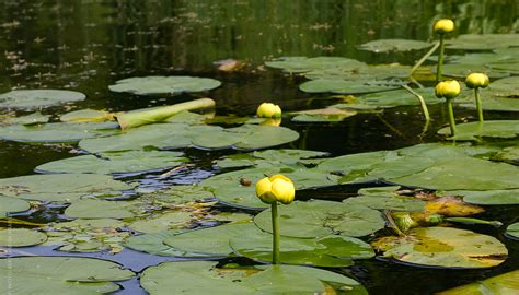 Centre d'Interprétation de la Nature du Lac Boivin - Granby Theme