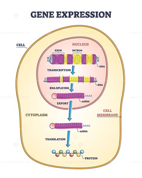 Gene expression stages with transcription and RNA splicing outline diagram - VectorMine