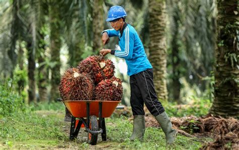 Harga Kelapa Sawit di Mesuji Turun