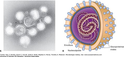 Ortomixovirus - EcuRed