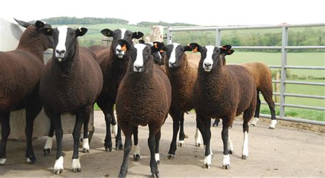 ZSA - Zwartbles Sheep Association | Zwartbles Sheep Association