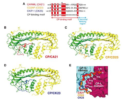 Crystal structures of CP/CARMIL peptide complexes. (A) Sequence... | Download Scientific Diagram