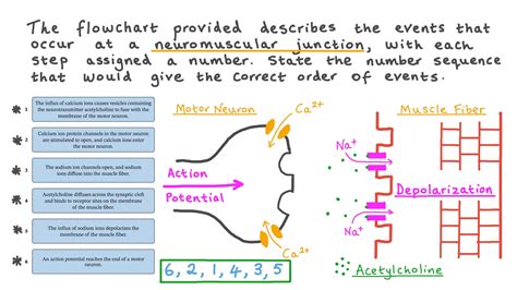 Neuromuscular Junction Steps Diagram
