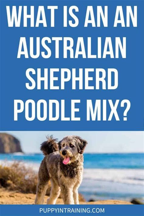 What Is An Australian Shepherd Poodle Mix? (Breed Fact File) in 2023 | Australian shepherd ...