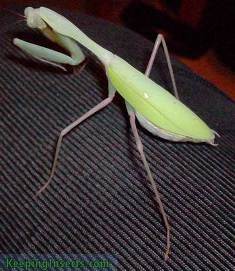 Giant Asian Mantis - Hierodula membranacea | Keeping Insects