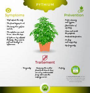 🥇 What is pythium? 🥇 Causes and prevention of this fungus