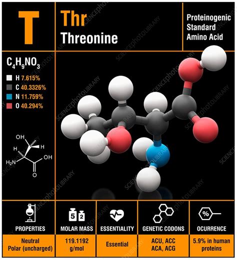 Threonine amino acid molecule - Stock Image - C030/0695 - Science Photo Library