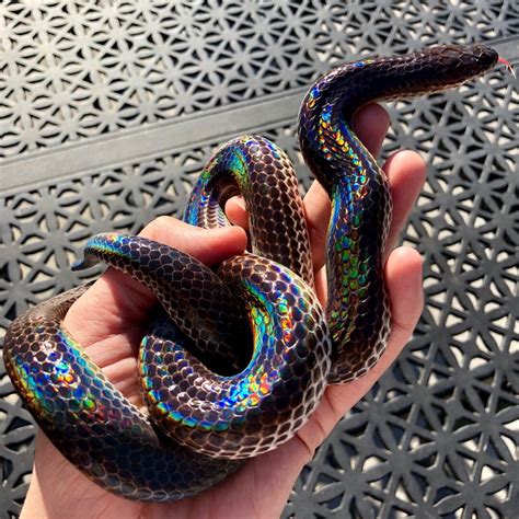 Xenopeltis unicolour, also known as a Sunbeam snake, | Rainbow snake ...