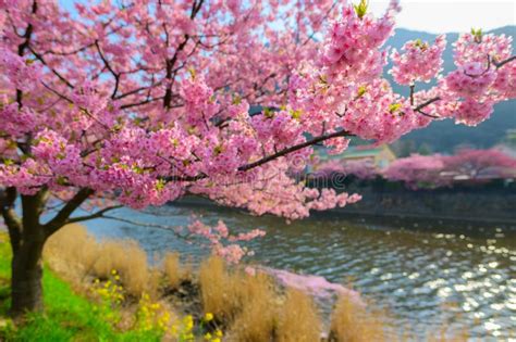 228,894 Sakura Stock Photos - Free & Royalty-Free Stock Photos from ...