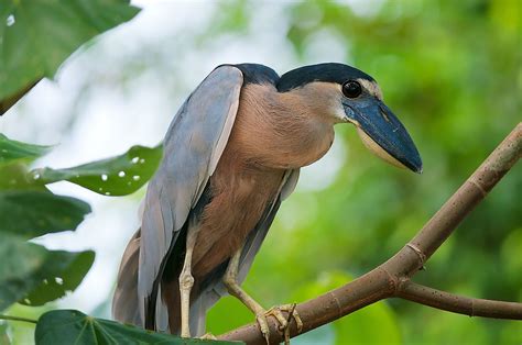 Mangrove Forest Birds