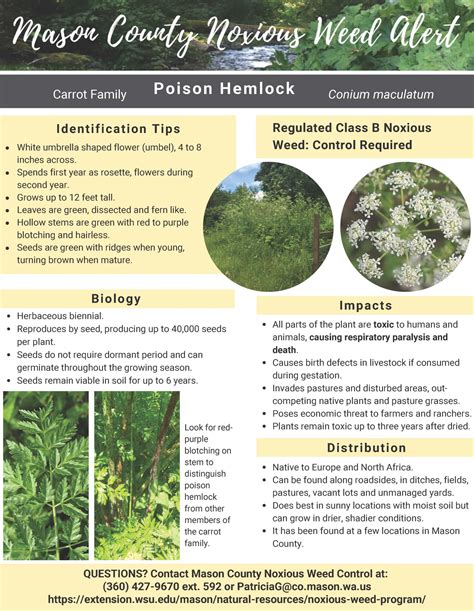 Be on the Lookout for Toxic Poison Hemlock | Mason County | Washington State University