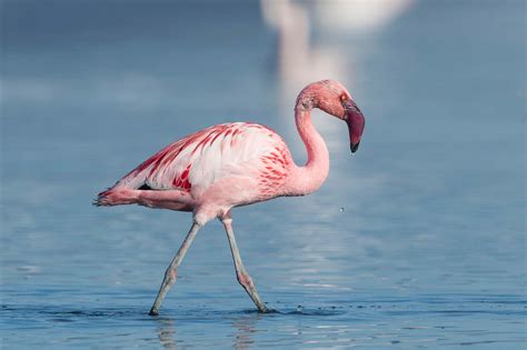 Lesser Flamingo (Phoeniconaias minor) - Lifestyle, Diet, and More