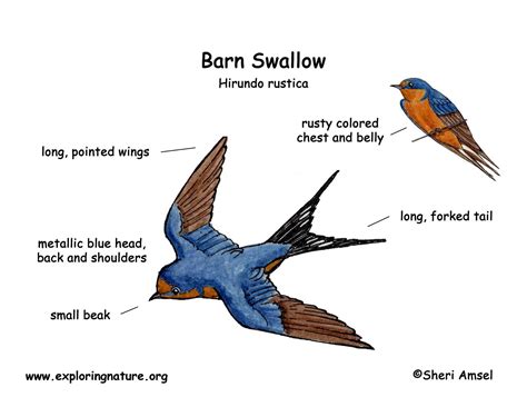 Swallow (Barn)