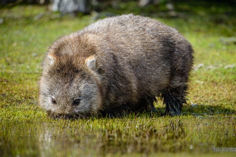 Wombat eating wet grass - Tasmania 360